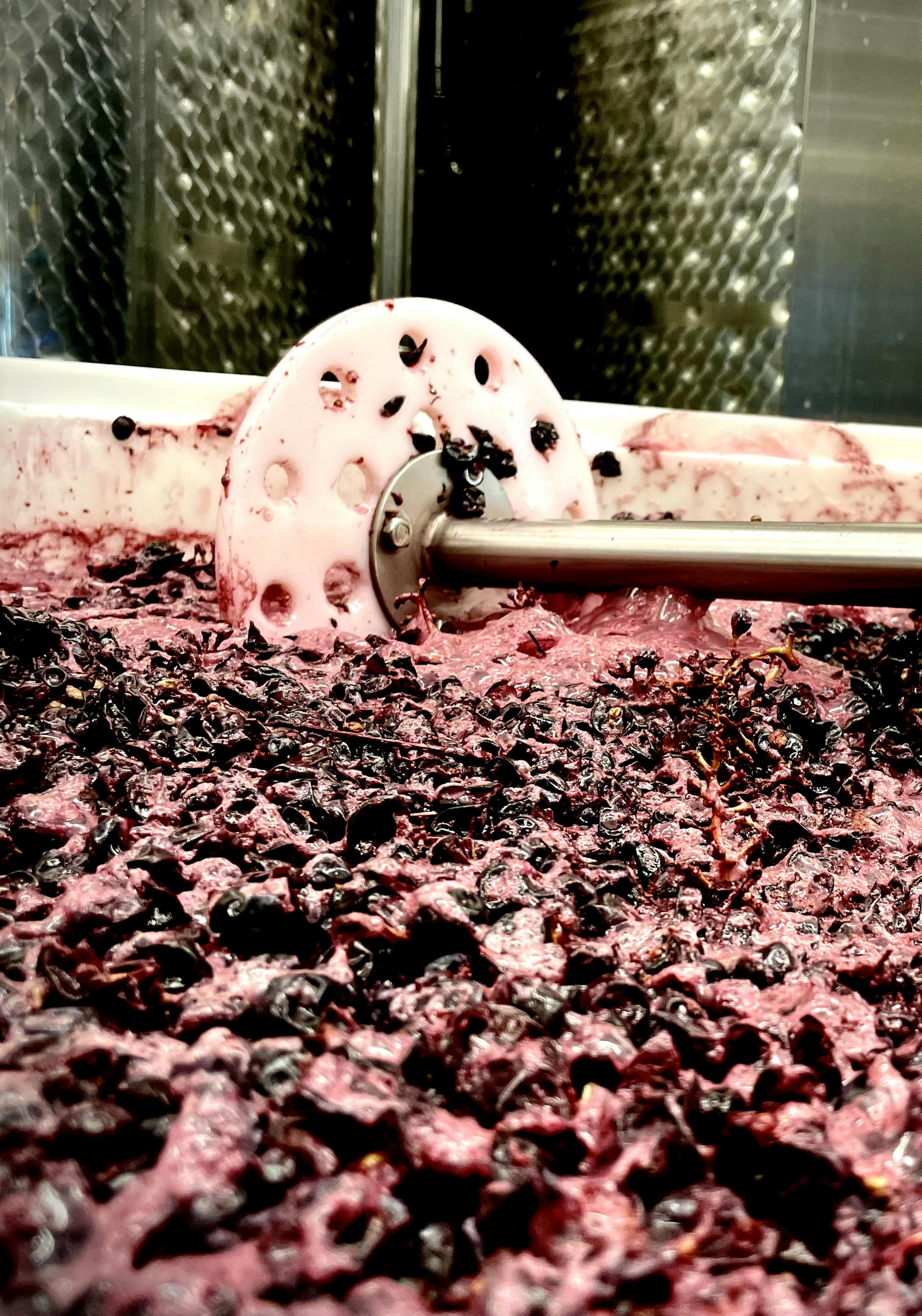 View on fermenting reg grapes in an open bin with a tool for manual punching-down